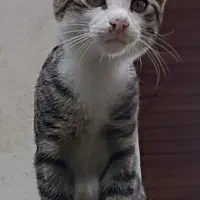 واگذاری رایگان گربه نر ۴ ماهه