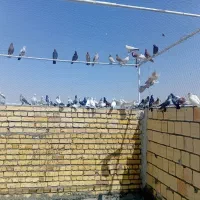 کبوتر|پرنده|آران و بیدگل, |دیوار