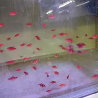 کت فیش کالر ویدئو دالر فایتر تایگر پرت کت فیش|ماهی|کرج, شاهین‌ویلا|دیوار