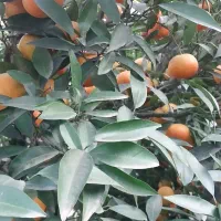 ۲عدرخت نارنگی پیج|عمدهفروشی|دابودشت, |دیوار