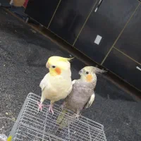 عروس هلندی|پرنده|یاسوج, |دیوار