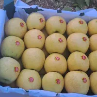 سیب کوهستانی|خوردنی و آشامیدنی|مهاباد (آذربایجان غربی), |دیوار