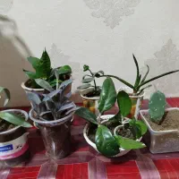 گل اپارتمانی|گل و گیاه طبیعی|تبریز, |دیوار