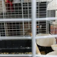 فنچ|پرنده|تهران, بریانک|دیوار