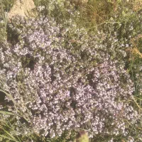 فروش عسل گون اویشن