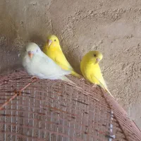 مرغ عشق|پرنده|مرودشت, بیست متری بیمارستان|دیوار