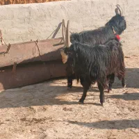 ۷رس‌بزغاله‌نر‌عالی‌برای‌ نربزی دونه ای ۲۵۰۰۰۰۰۰|حیوانات مزرعه|جوادآباد, |دیوار