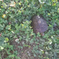 فروش یونجه شلمزار