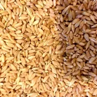 گندم بذر کاشت