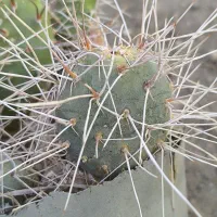 گل گیاه طبیعی کاکتوس|گل و گیاه طبیعی|محمدیه-قزوین, |دیوار