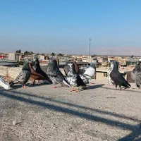 کفتر عشق بازی|پرنده|شیراز, برمشور علیا|دیوار