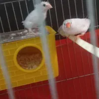 فروش‌دو‌فنچ‌بالغ|پرنده|رباط‌کریم, رباط‌کریم|دیوار