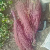 جارو کوردی
