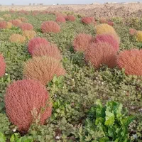 جارو محلی