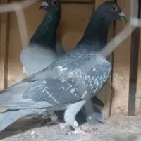 کبوتر درجه یک