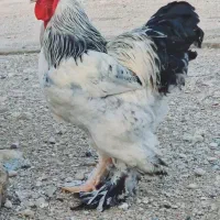 فروش یک عدد مرغ و خروس برهما کشور رومانی