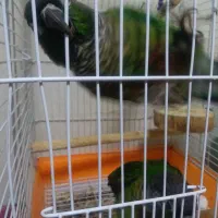 طوطی گرینچک|پرنده|میاندوآب, |دیوار