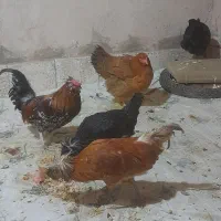 فروش مرغ وخروس|حیوانات مزرعه|بوئین و میاندشت, |دیوار