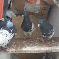 کبوتر۳تا نر جوان پرشی