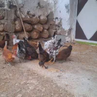 جوجه محلی|حیوانات مزرعه|لیکک, |دیوار