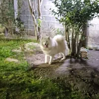 سگ سامویید|سگ|رشت, جانبازان|دیوار