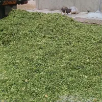 فروش ذرت علوفه غنی شده