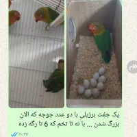 ملنگو  برزیلی عروس هلندی فنج مرغ عشق|پرنده|تهران, خلیج فارس|دیوار