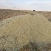 کاه لوبیا
