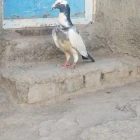 کفتر پلنگ|پرنده|جوین, |دیوار