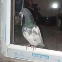 قیمت 400|پرنده|ملکشاهی, |دیوار