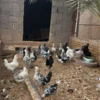 تخم مرغ گلین ریشو چهل پنگوهنی|خوردنی و آشامیدنی|شوشتر, |دیوار