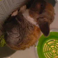 خرگوش مینیاتوری