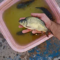 توزیع بچه ماهی قزل الا و بچه ماهی کپور کوهان دار|ماهی|زنجان, |دیوار