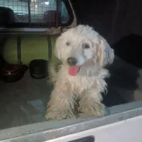 سگ پاکوتاه گمشده|حیوانات|تهران, زنجان جنوبی|دیوار