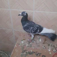 تعداد ۱۰تا کفتر|حیوانات|مشهد, فاطمیه|دیوار