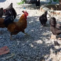 تعداد 9عدد بوقلمون جوان فوری فروشی