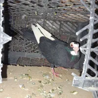 طوقی خوشگل|پرنده|خاش, |دیوار