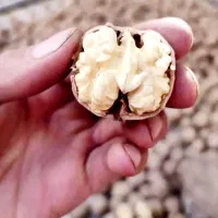 پلت مرغی غنی شده با Npk|خدمات باغبانی و درختکاری|یزد, |دیوار