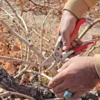 هرس وکارهای باغبانی