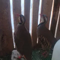 یک جفت پرنده مولد