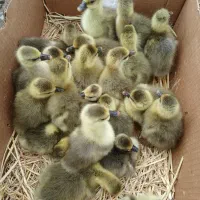 جوجه غازمحلی و قوغاز آفریقایی