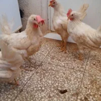 مرغ ماشینی