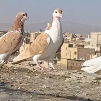 کبوتر رنگه  نرقلدور پرشی (ارسال دارم)|پرنده|تربت‌حیدریه, بهزیستی|دیوار