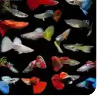 ماهی گوپی