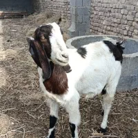 بز مری زاییده