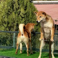 شیبا اینو|سگ|بومهن, |دیوار