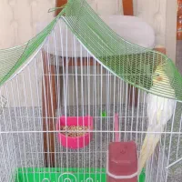 عروس هلندی
