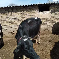 فروش یک راس گاو جوان