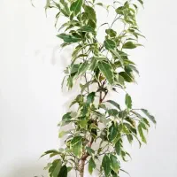 درختچه بنجامین ابلغ بزرگ درختچه یوکا تنه پهن بزرگ