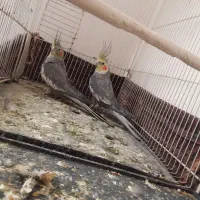 جفت عروس هلندی کار